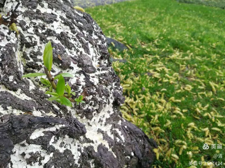 送君杨柳岸.剪影入荧屏,江畔青丝乱.江风拂江面